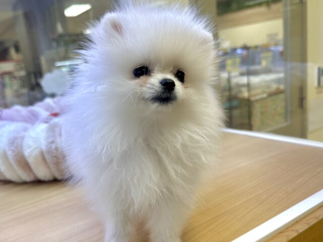 白い天使ちゃん˙˚ʚ✞ɞ˚˙ポメラニアン女の子 ポメラニアン