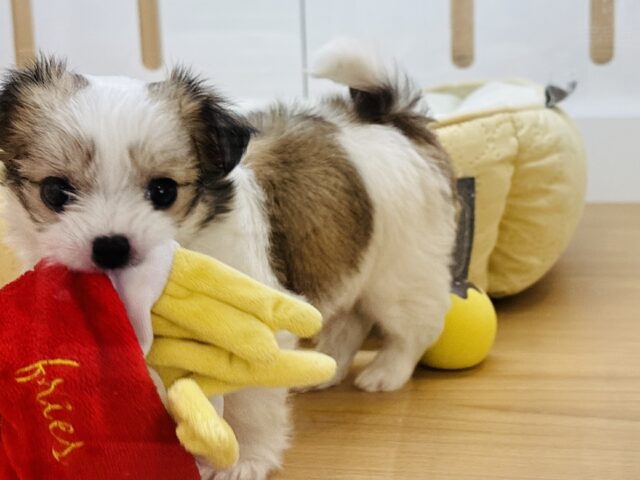 チワマル（マルチワ）