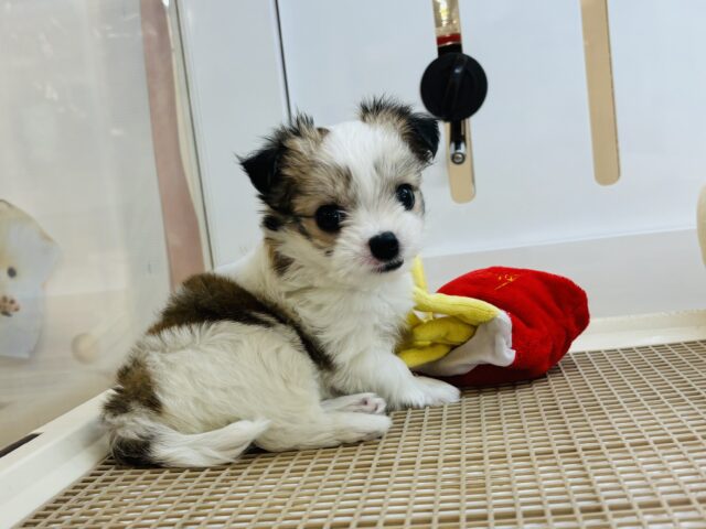 チワマル（マルチワ）