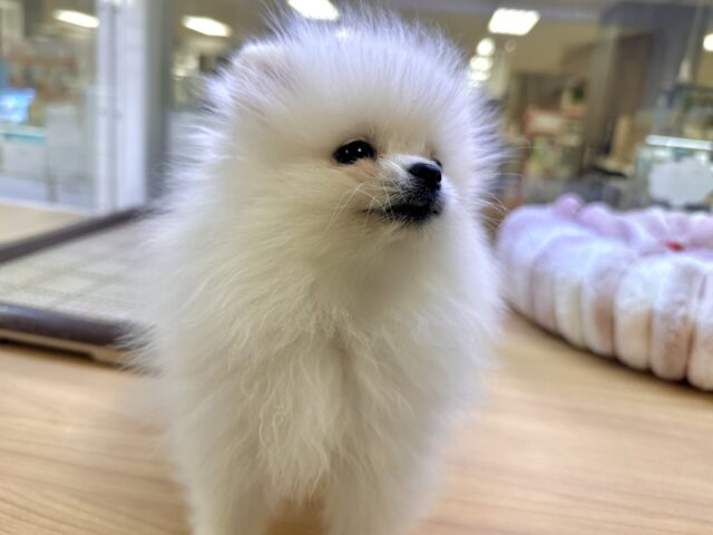 白い天使ちゃん˙˚ʚ✞ɞ˚˙ポメラニアン女の子 ポメラニアン