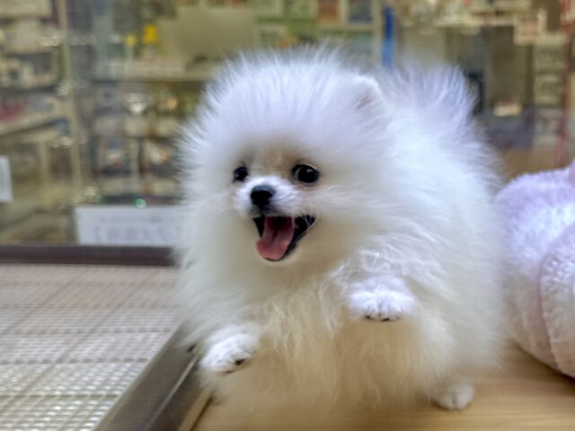 白い天使ちゃん˙˚ʚ✞ɞ˚˙ポメラニアン女の子 ポメラニアン