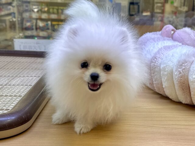 白い天使ちゃん˙˚ʚ✞ɞ˚˙ポメラニアン女の子 ポメラニアン
