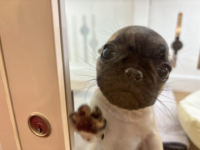 おもちゃを持ってアピール大会開幕!?パグブルちゃん! パグブル