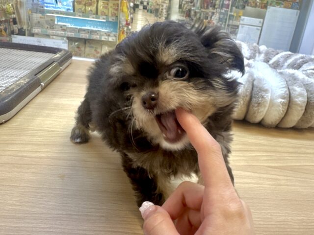 かわいいチョコレートカラー🍫💝ミックス犬(チワワ✖️トイプードル)女の子 チワプー