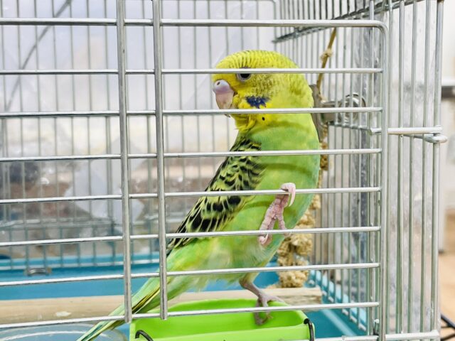【最新画像】鱗模様が美しい✨セキセイインコ(オパーリン) セキセイインコ