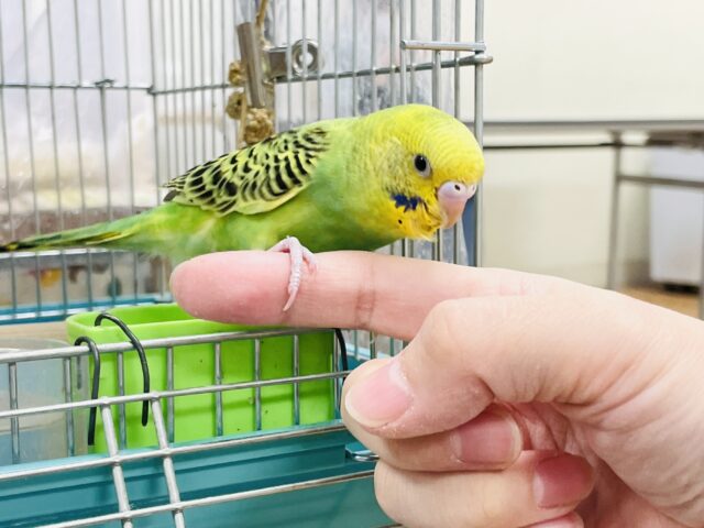 【最新画像】鱗模様が美しい✨セキセイインコ(オパーリン) セキセイインコ