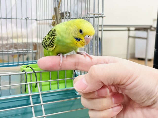 【最新画像】鱗模様が美しい✨セキセイインコ(オパーリン) セキセイインコ