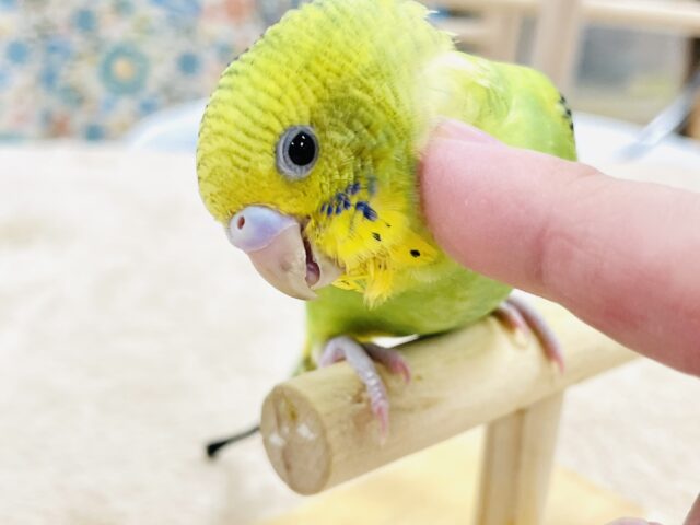 【最新画像】鱗模様が美しい✨セキセイインコ(オパーリン) セキセイインコ