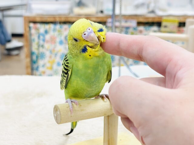 【最新画像】鱗模様が美しい✨セキセイインコ(オパーリン) セキセイインコ