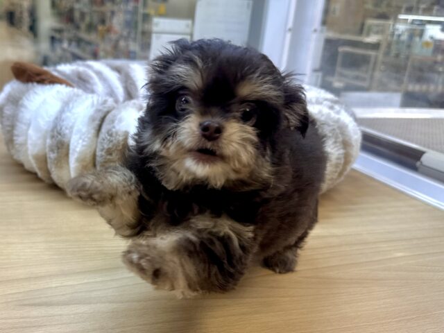 かわいいチョコレートカラー🍫💝ミックス犬(チワワ✖️トイプードル)女の子 チワプー