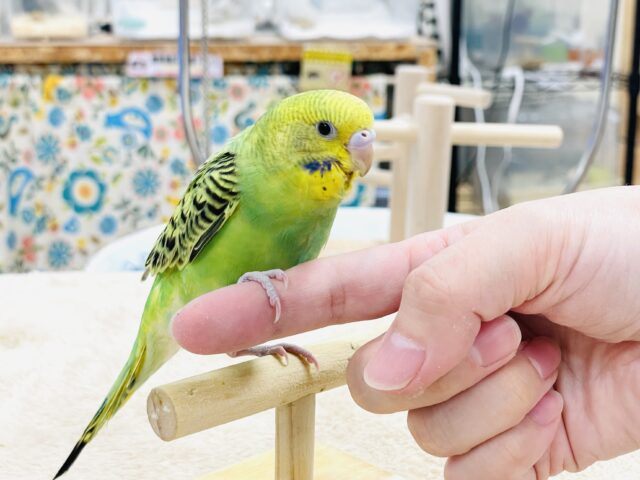 【最新画像】鱗模様が美しい✨セキセイインコ(オパーリン) セキセイインコ