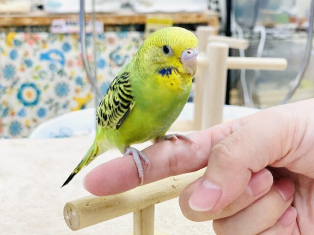 【最新画像】鱗模様が美しい✨セキセイインコ(オパーリン) セキセイインコ
