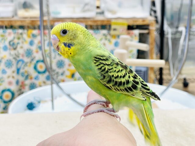 【最新画像】鱗模様が美しい✨セキセイインコ(オパーリン) セキセイインコ