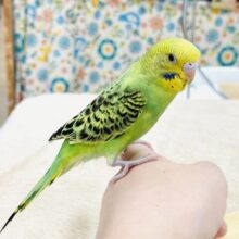 【最新画像】鱗模様が美しい✨セキセイインコ(オパーリン)