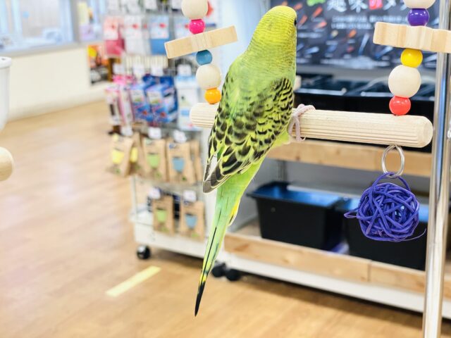 【最新画像】鱗模様が美しい✨セキセイインコ(オパーリン) セキセイインコ