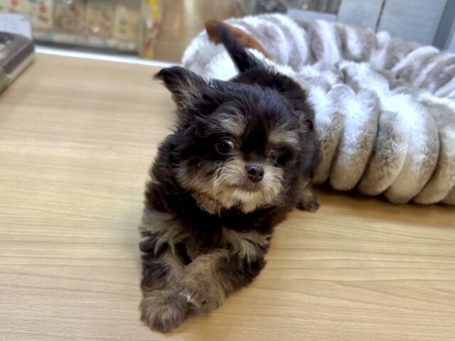 かわいいチョコレートカラー🍫💝ミックス犬(チワワ✖️トイプードル)女の子 チワプー