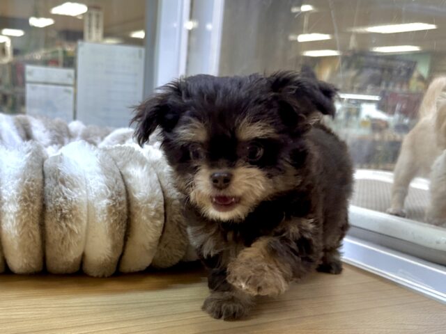 かわいいチョコレートカラー🍫💝ミックス犬(チワワ✖️トイプードル)女の子 チワプー