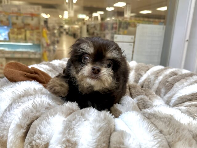 かわいいチョコレートカラー🍫💝ミックス犬(チワワ✖️トイプードル)女の子 チワプー