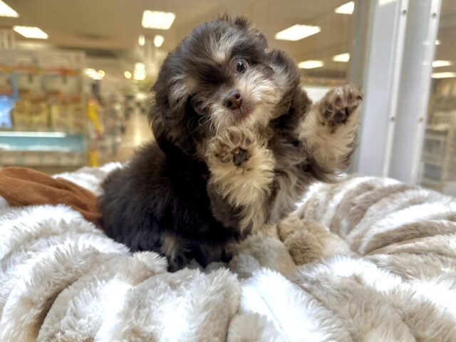 かわいいチョコレートカラー🍫💝ミックス犬(チワワ✖️トイプードル)女の子 チワプー