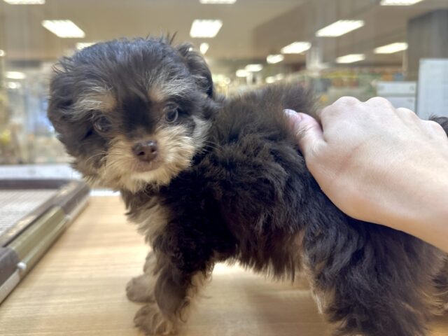 かわいいチョコレートカラー🍫💝ミックス犬(チワワ✖️トイプードル)女の子 チワプー