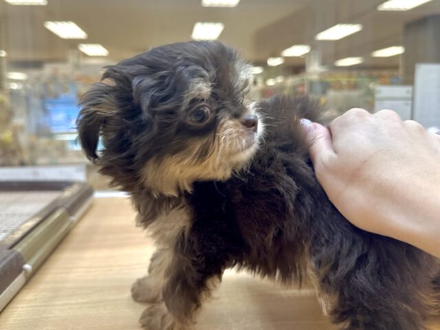 かわいいチョコレートカラー🍫💝ミックス犬(チワワ✖️トイプードル)女の子 チワプー