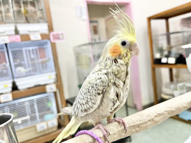 オカメインコ