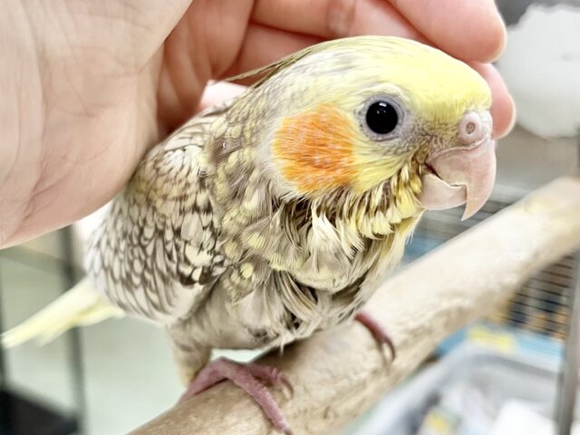 オカメインコ