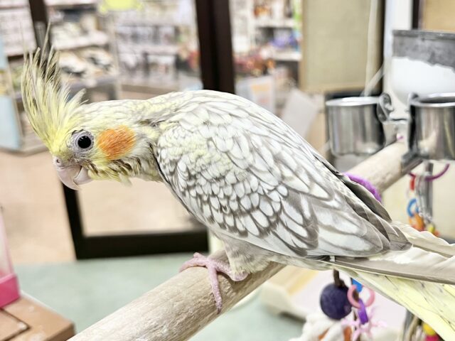 オカメインコ