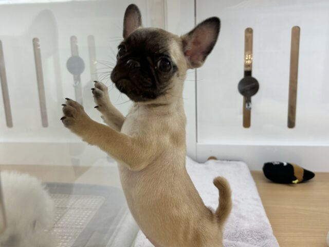 おもちゃを持ってアピール大会開幕!?パグブルちゃん! パグブル