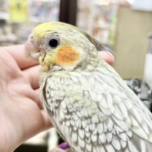 【🆙最新画像あり‼️】キレイなパール模様🫧✨　オカメインコ（シナモンパール）