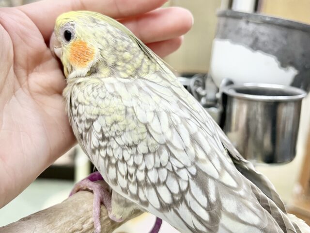 オカメインコ