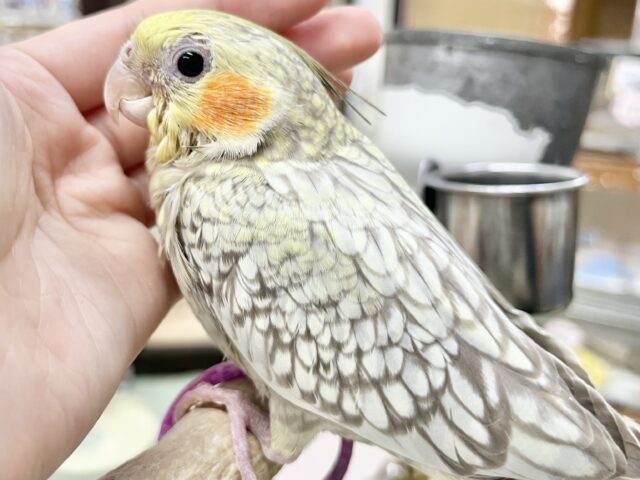 オカメインコ