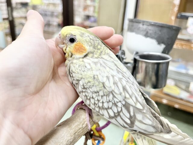 オカメインコ