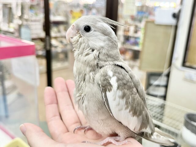 オカメインコ