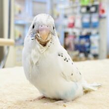 【最新画像】ごま塩カラーなセキセイインコちゃん❣️(白ハルクイン)ヒナ
