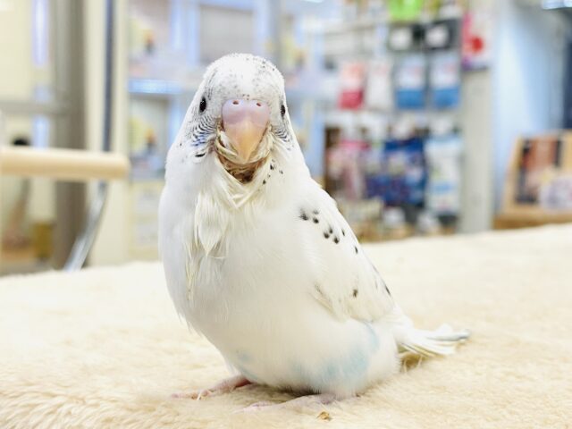 【最新画像】ごま塩カラーなセキセイインコちゃん❣️(白ハルクイン)ヒナ