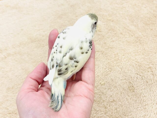 【最新画像🪄︎︎💫ひな餌1回】ぽわっと可愛いセキセイインコちゃん💕(クリームハルクイン)ヒナ セキセイインコ