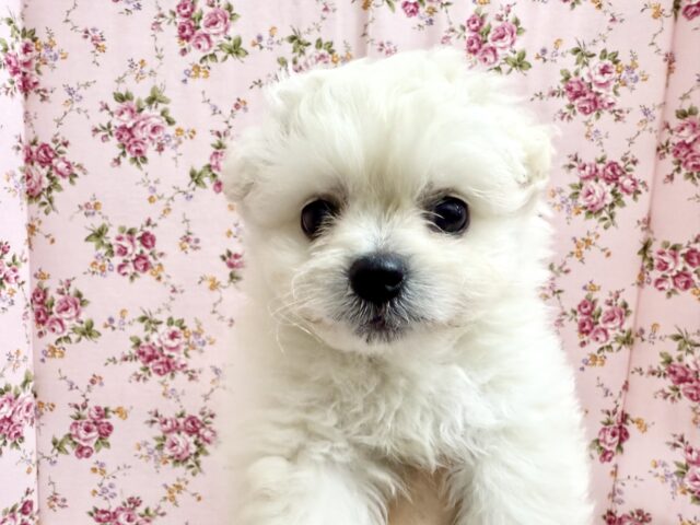 ハーフ犬（ペキニーズ✖️ビションフリーゼ）女の子♪ふわもこシュークリーム☁️