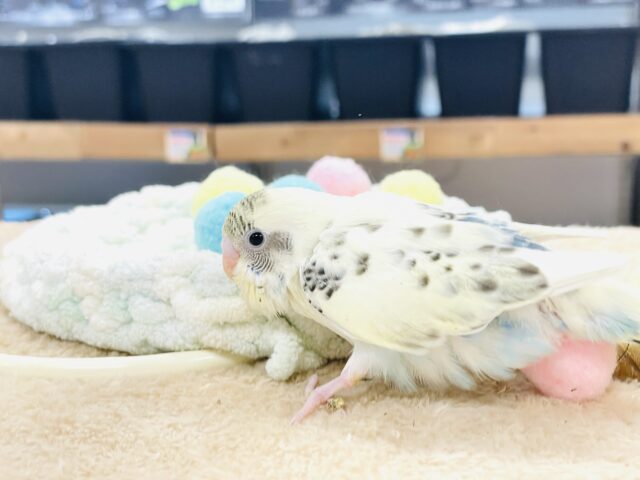 【最新画像🪄︎︎💫ひな餌1回】ぽわっと可愛いセキセイインコちゃん💕(クリームハルクイン)ヒナ セキセイインコ
