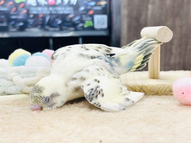 【最新画像🪄︎︎💫ひな餌1回】ぽわっと可愛いセキセイインコちゃん💕(クリームハルクイン)ヒナ セキセイインコ