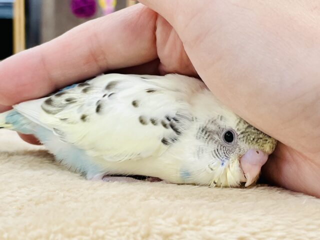 【最新画像🪄︎︎💫ひな餌1回】ぽわっと可愛いセキセイインコちゃん💕(クリームハルクイン)ヒナ セキセイインコ