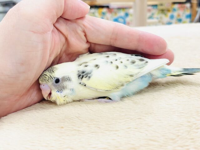 【最新画像🪄︎︎💫ひな餌1回】ぽわっと可愛いセキセイインコちゃん💕(クリームハルクイン)ヒナ セキセイインコ