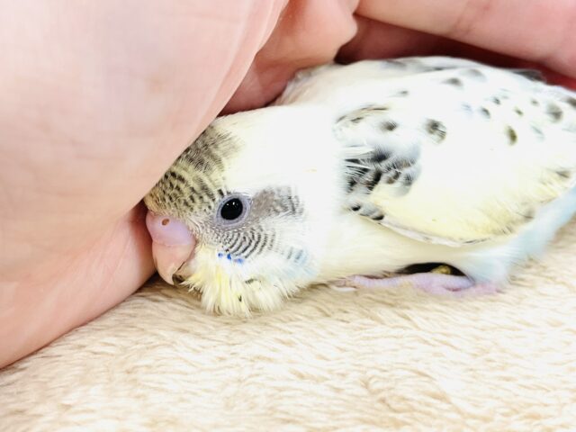 【最新画像🪄︎︎💫ひな餌1回】ぽわっと可愛いセキセイインコちゃん💕(クリームハルクイン)ヒナ セキセイインコ