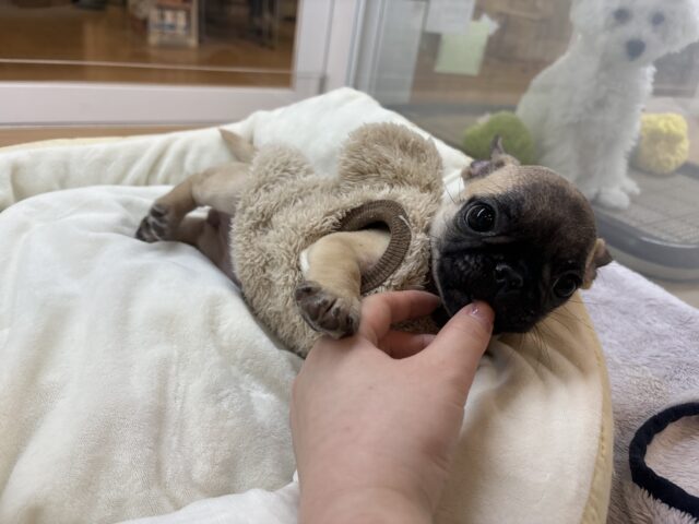 おもちゃを持ってアピール大会開幕!?パグブルちゃん! パグブル