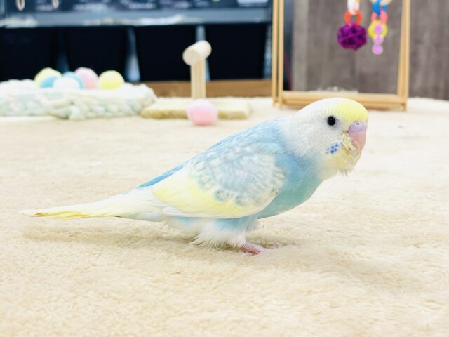 セキセイインコ