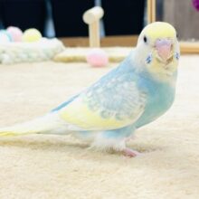 【最新画像】ちっちゃくてもカラフル目立つ存在感❣️セキセイインコ(パステルレインボースパングル)ヒナ