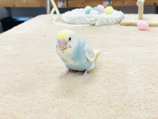 セキセイインコ