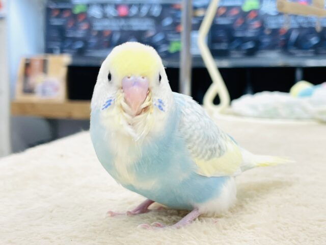 セキセイインコ