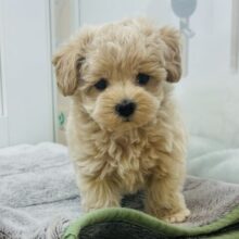 た〜〜くさん甘える準備はできてます♡マルプーくん！