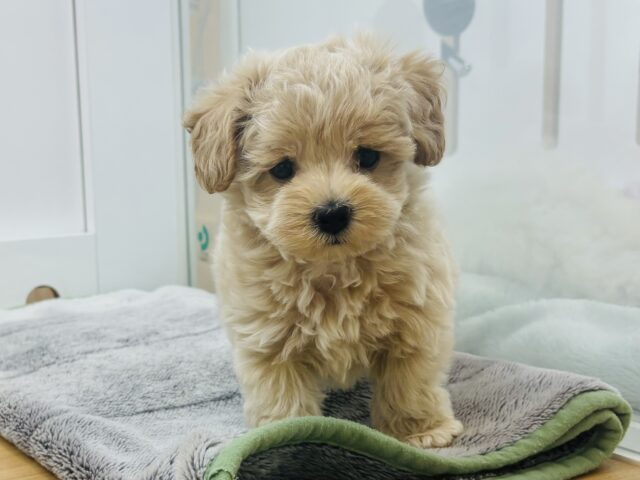 た〜〜くさん甘える準備はできてます♡マルプーくん! マルプー